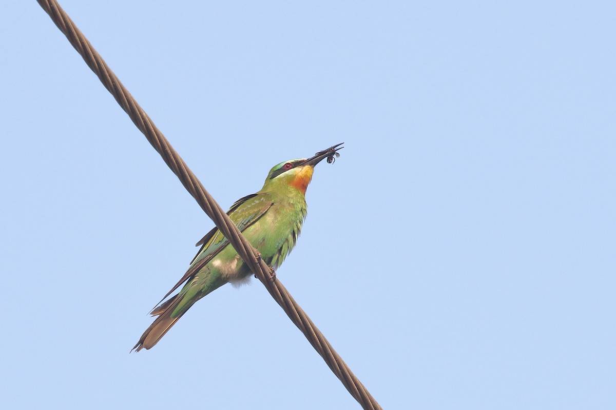 vlha modrolící - ML645330516