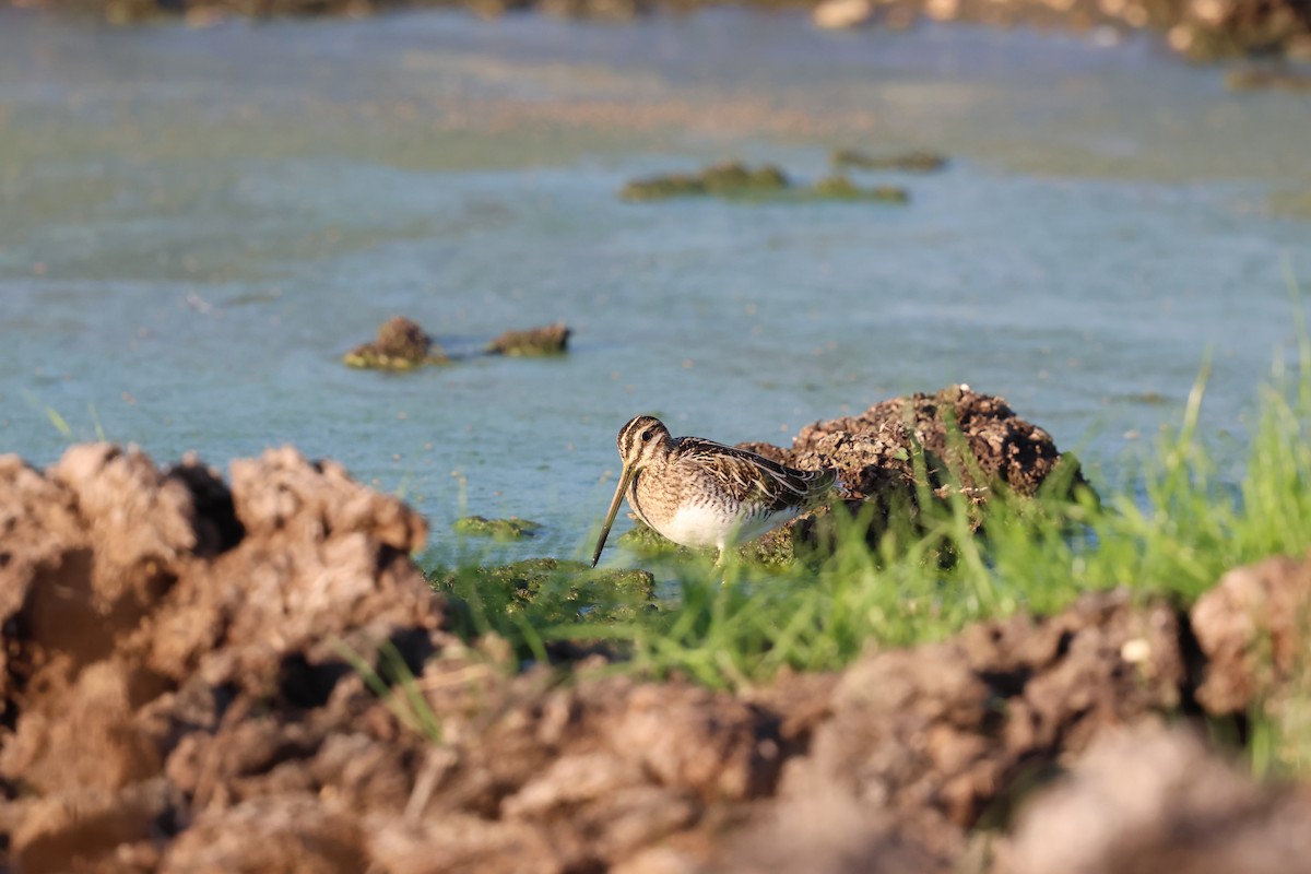Common Snipe - ML645330533
