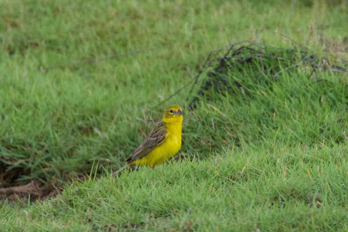 Короткоклювый зерноед - ML645330540