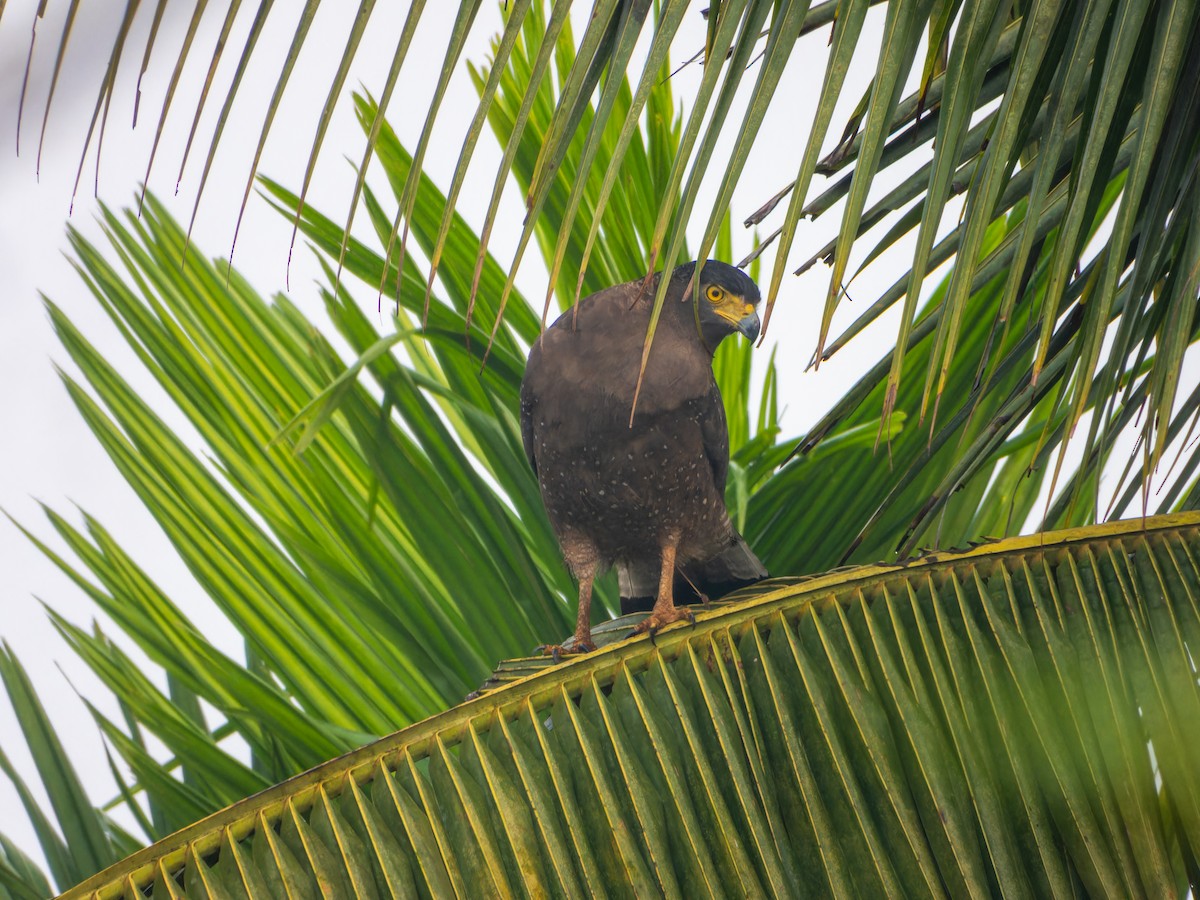 Culebrera Chiíla - ML645330554