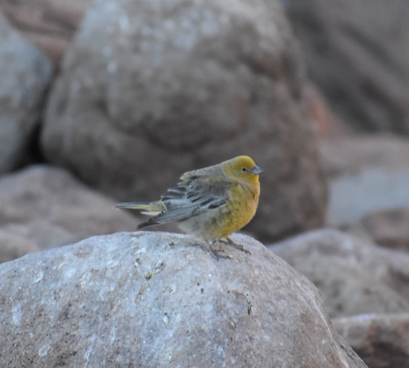 Greater Yellow-Finch - ML645330565