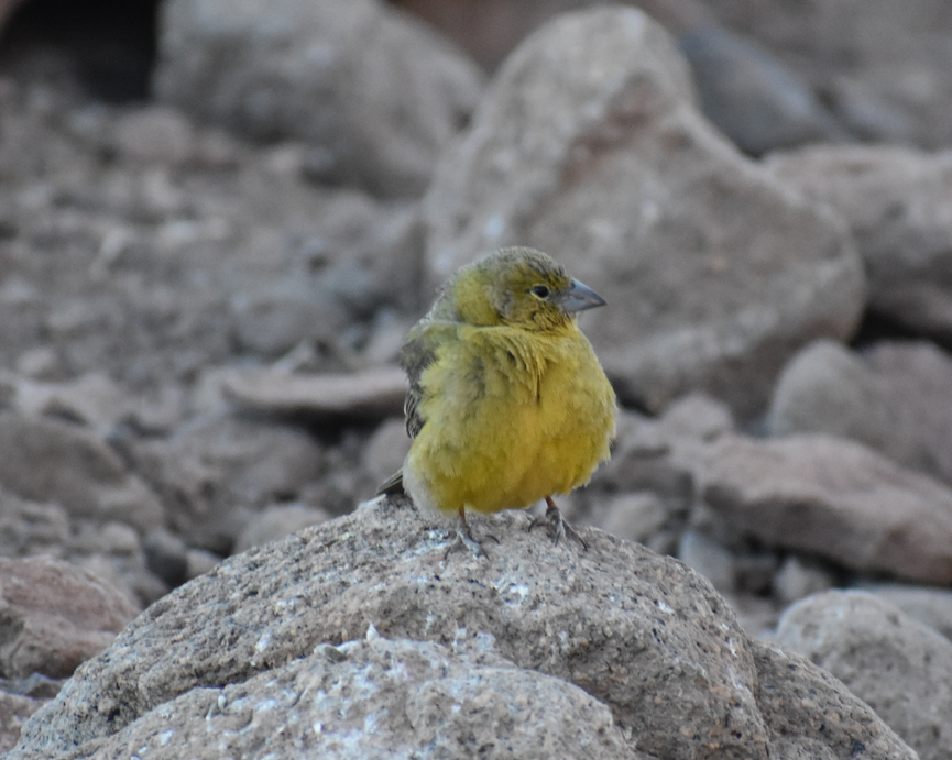 Greater Yellow-Finch - ML645330566