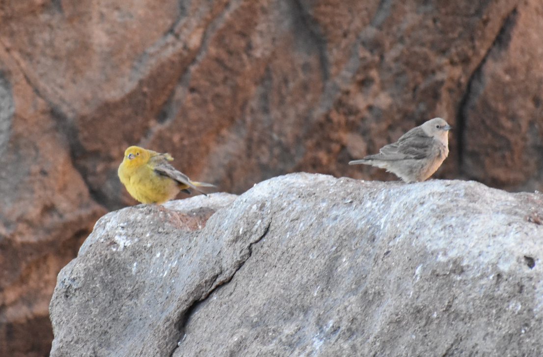 Greater Yellow-Finch - ML645330567