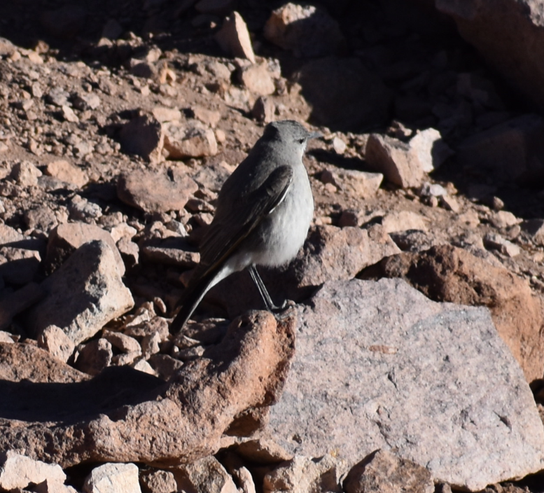 Black-fronted Ground-Tyrant - ML645330574