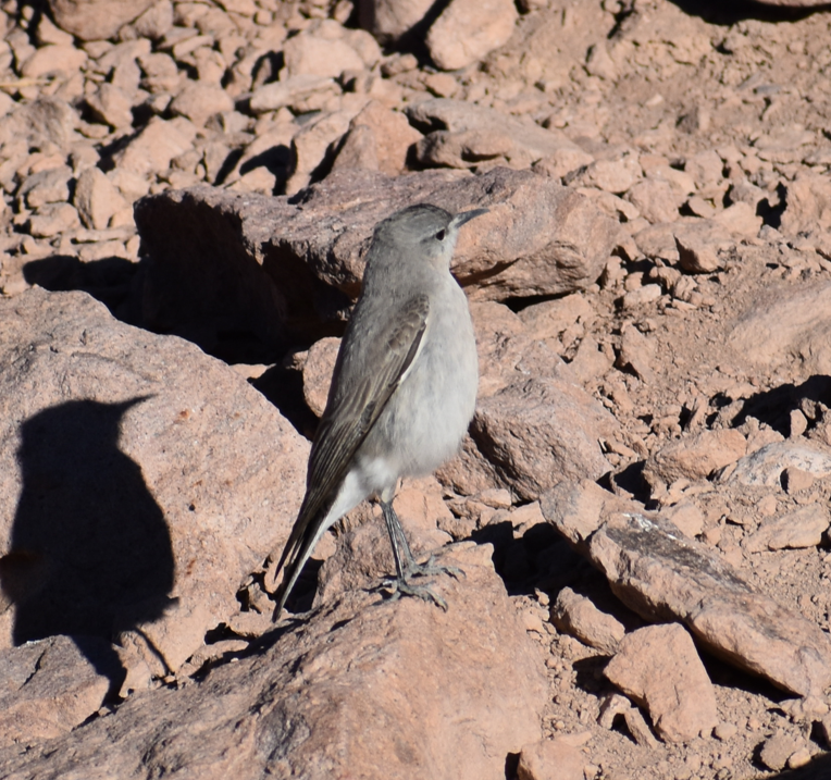 Black-fronted Ground-Tyrant - ML645330575