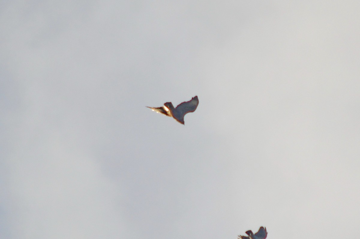 Common Buzzard - ML645330576