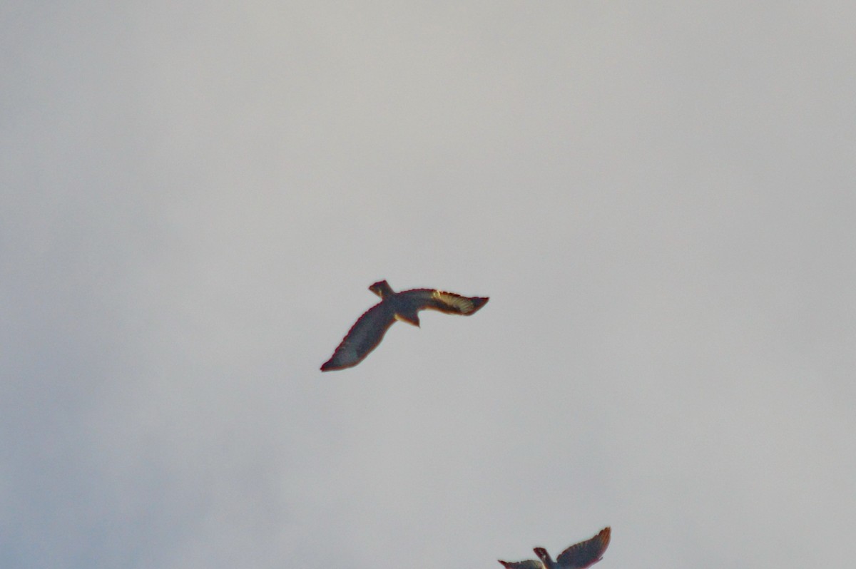 Common Buzzard - ML645330577