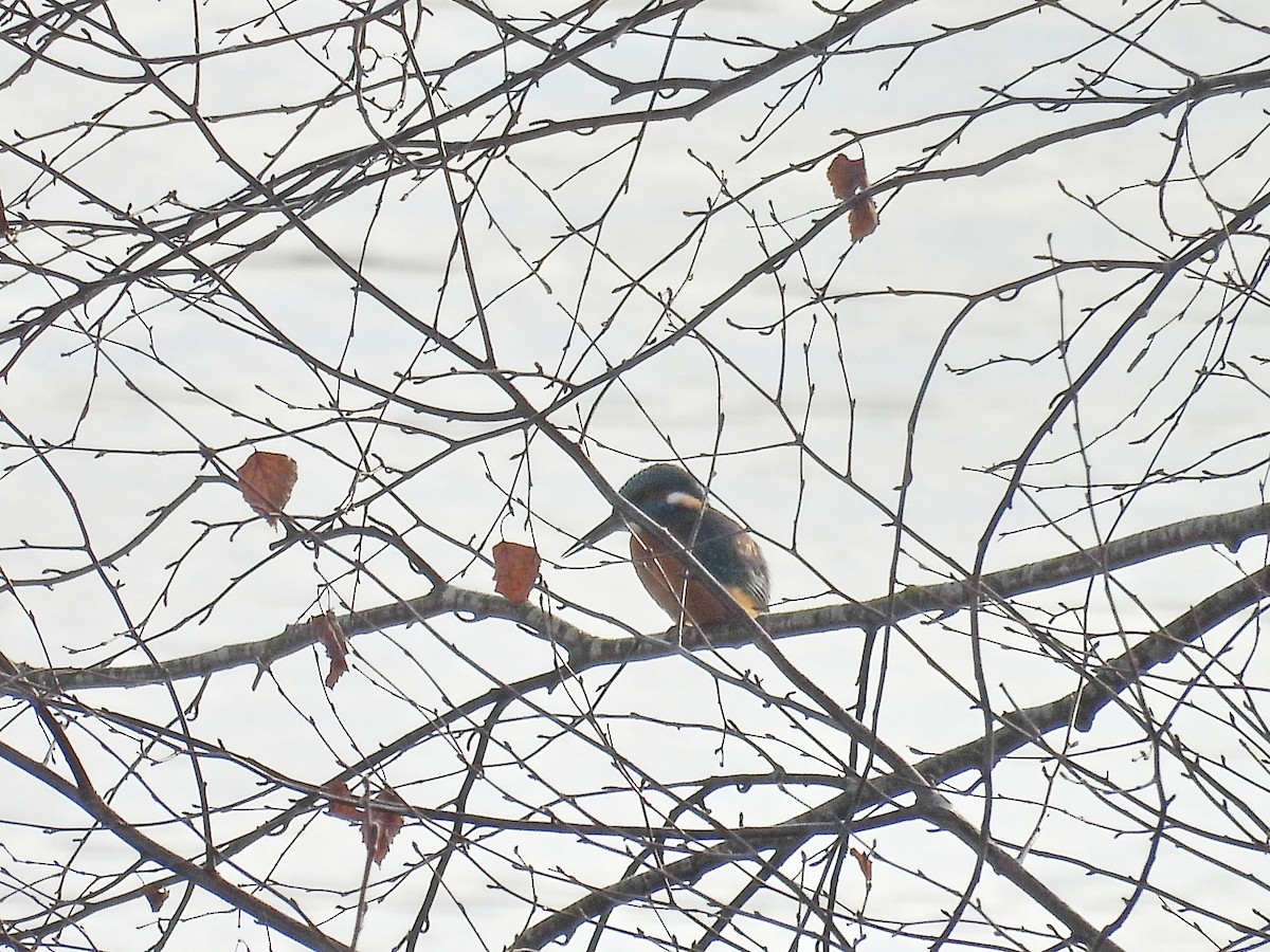 Common Kingfisher - ML645330618