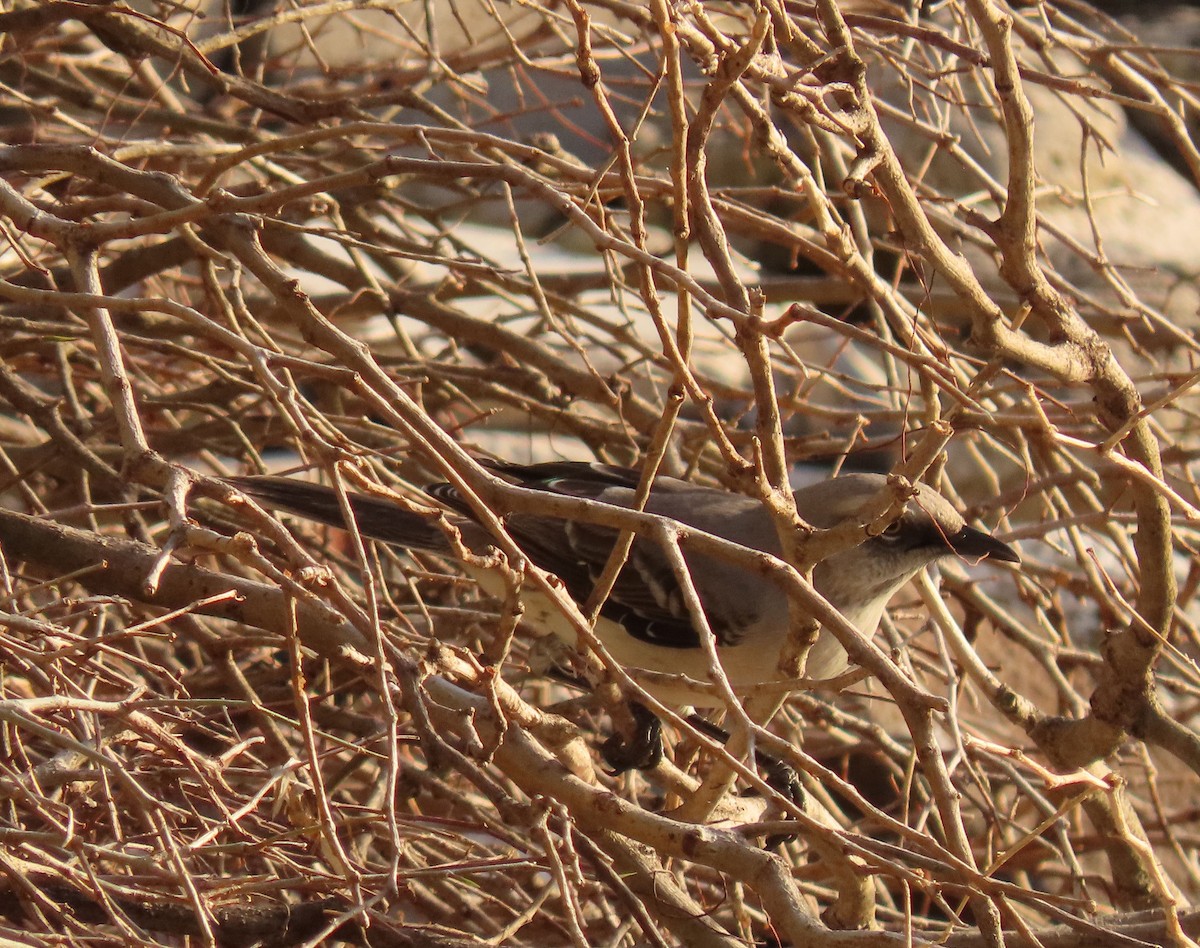 Tropikal Taklitçi - ML645330645