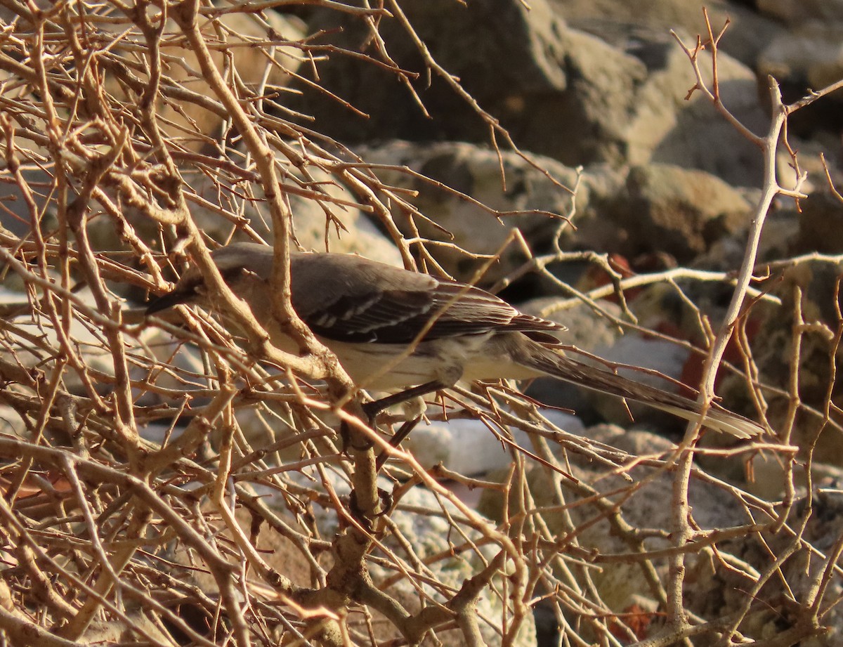 Tropikal Taklitçi - ML645330646