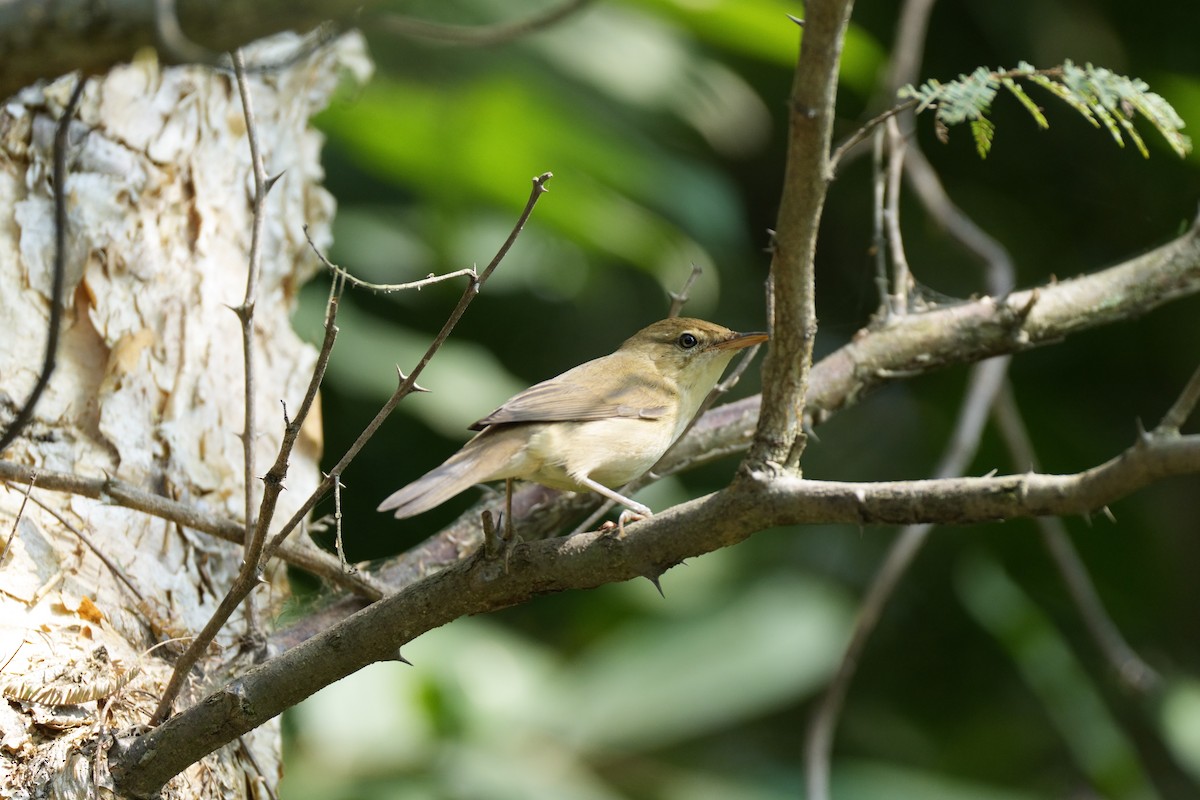 ヤブヨシキリ - ML645330648