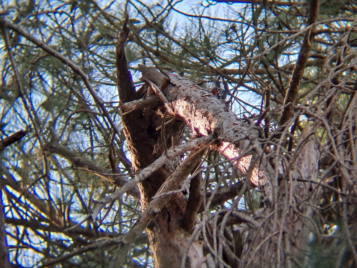 Great Spotted Woodpecker - ML645330651