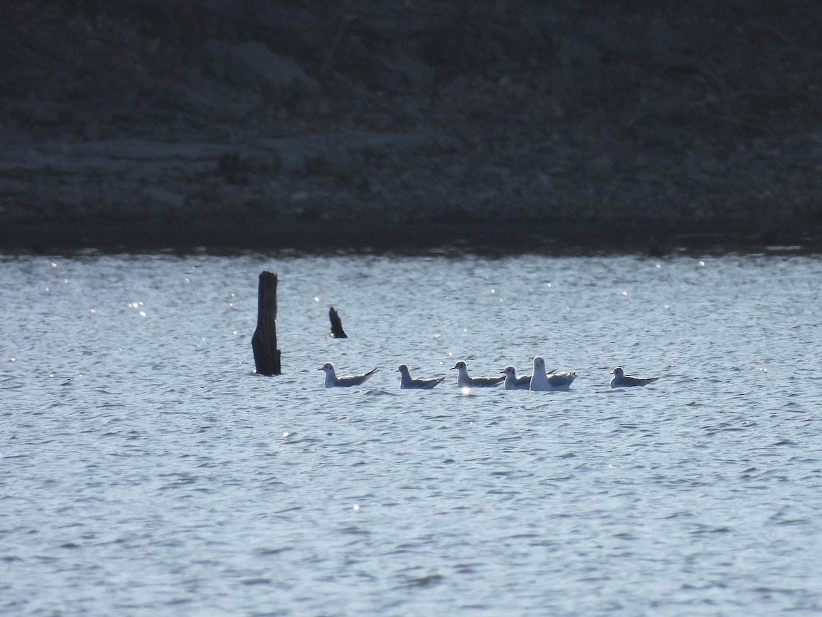 Bonaparte's Gull - ML645330659