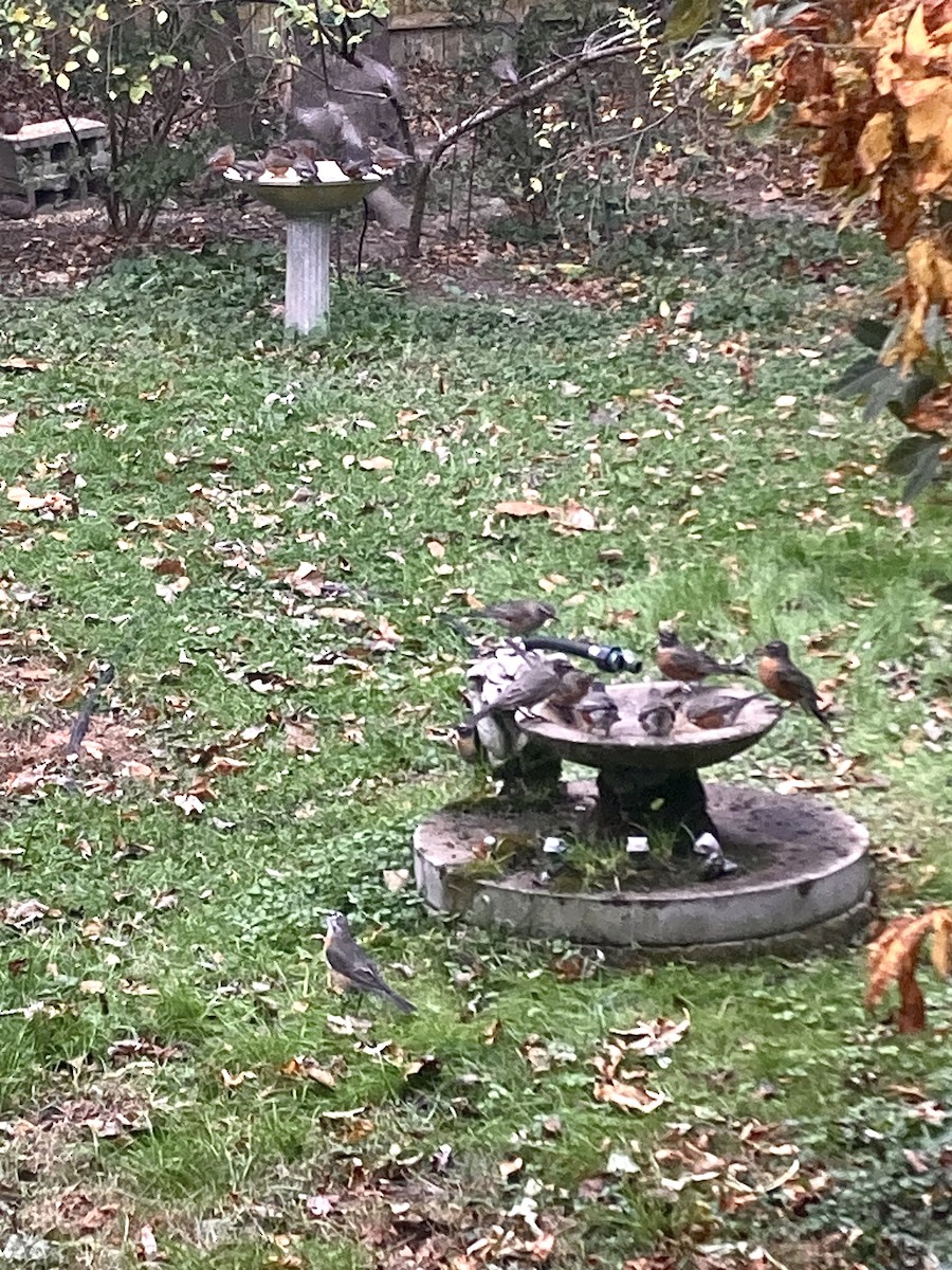 Wanderdrossel - ML645330667