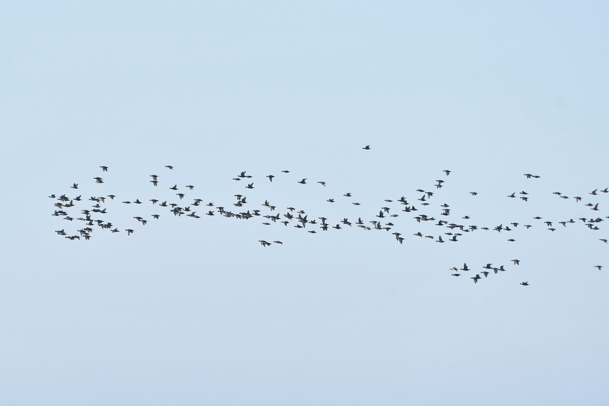 Surf Scoter - ML645330687