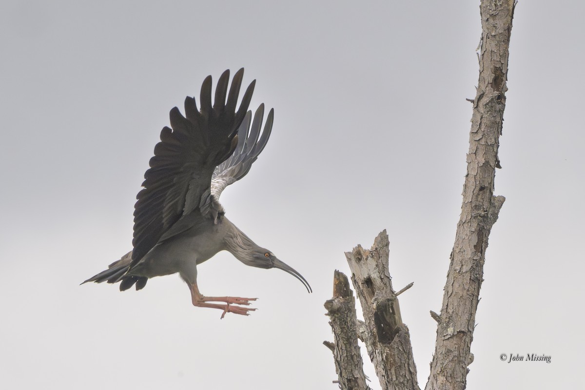 Plumbeous Ibis - ML645330688