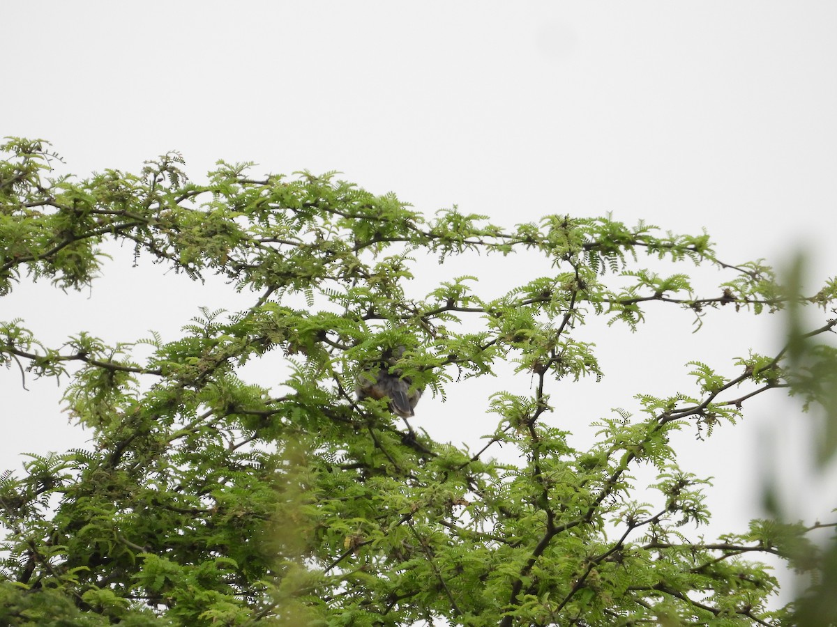 Рара перуанська - ML645330693