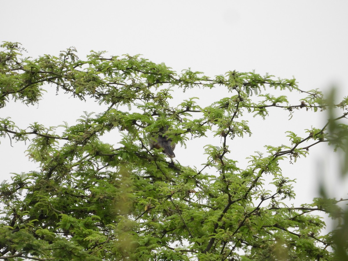 Рара перуанська - ML645330694