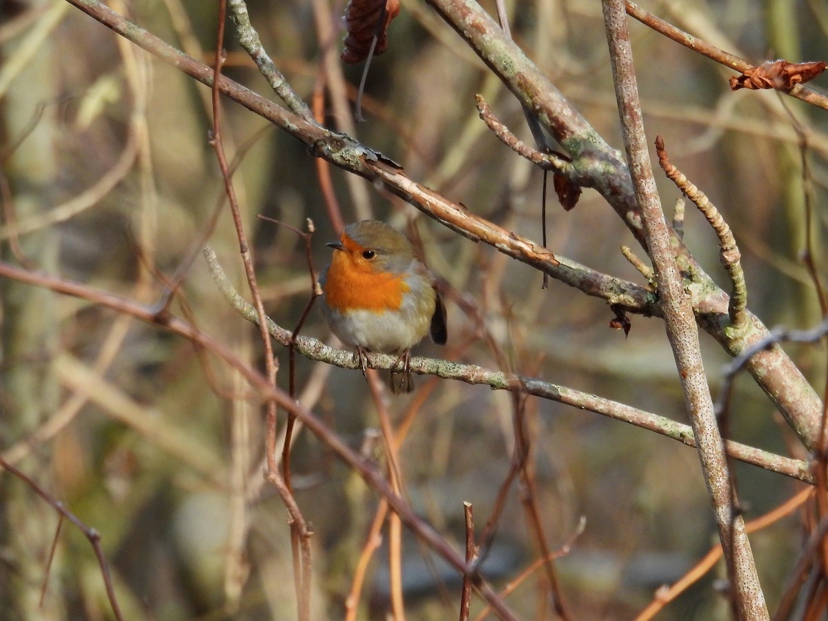 European Robin - ML645330705