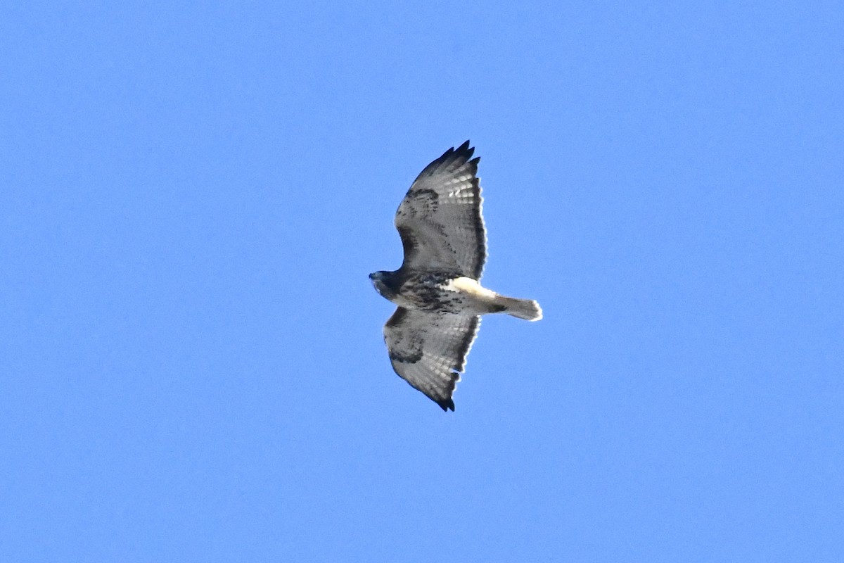 Red-tailed Hawk - ML645330711
