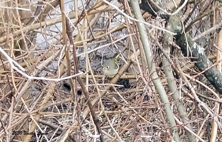 Ruby-crowned Kinglet - ML645330715