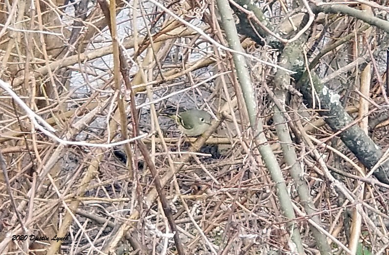Ruby-crowned Kinglet - ML645330716