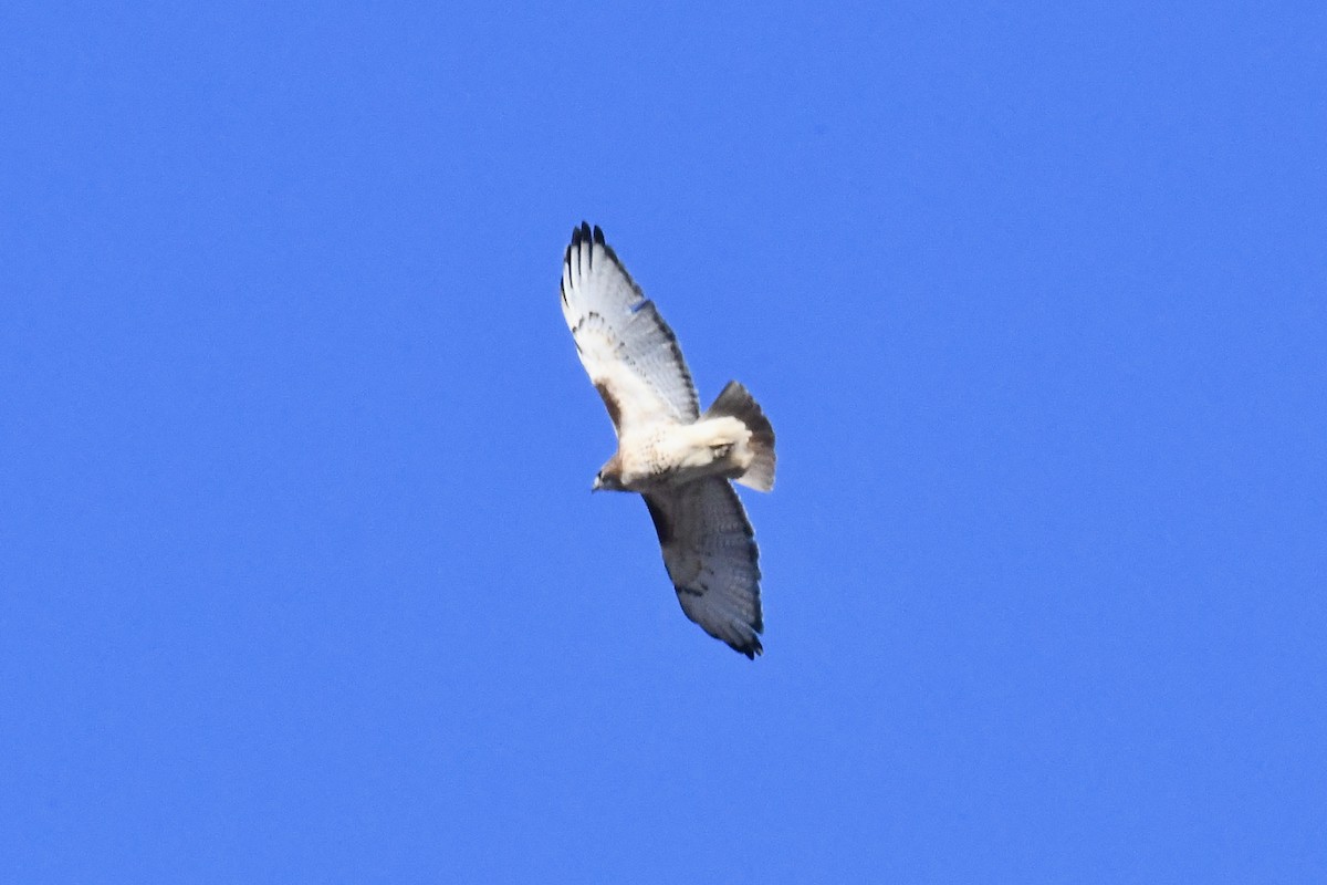 Red-tailed Hawk - ML645330717
