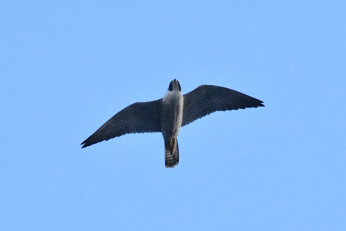 Peregrine Falcon (North American) - ML645330718