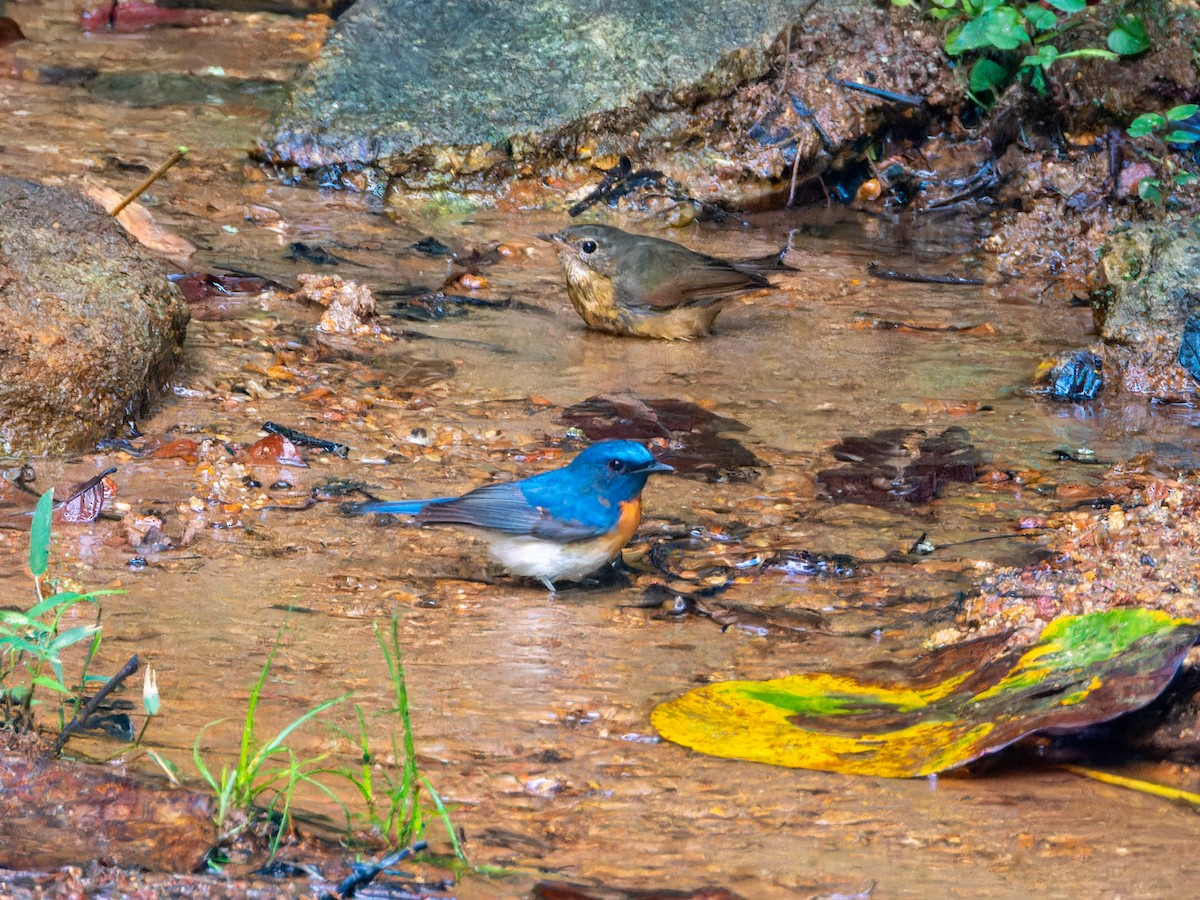 Blue-throated Flycatcher - ML645330721