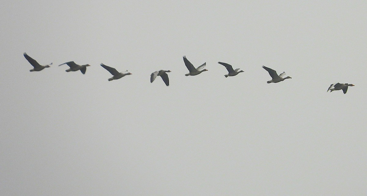 Graylag Goose - ML645330723