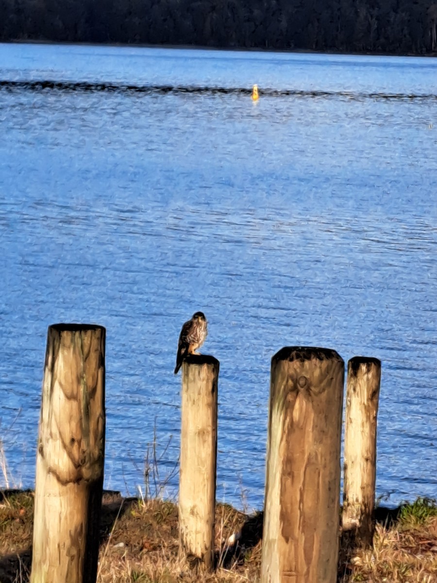 New Zealand Falcon - ML645330729