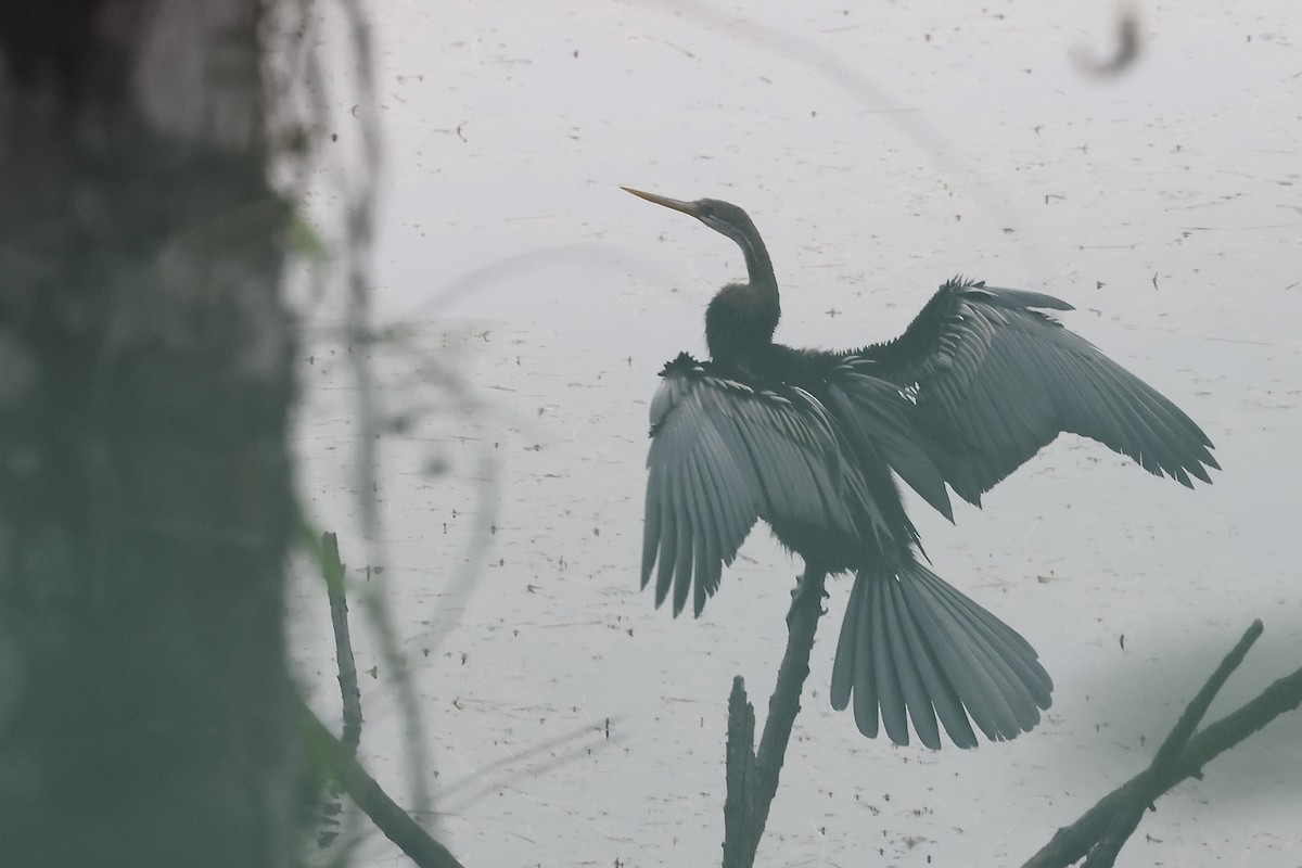 Oriental Darter - ML645330736