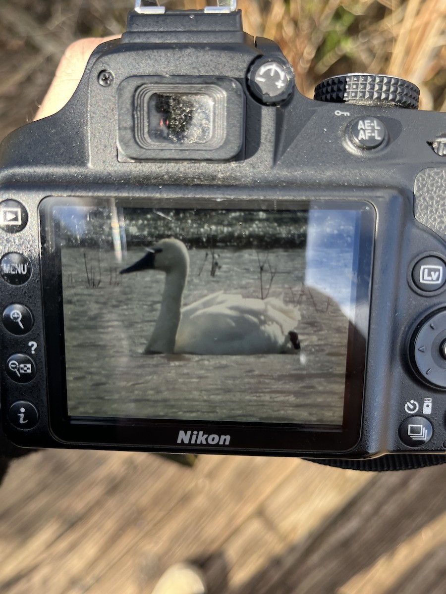 Tundra Swan - ML645330737