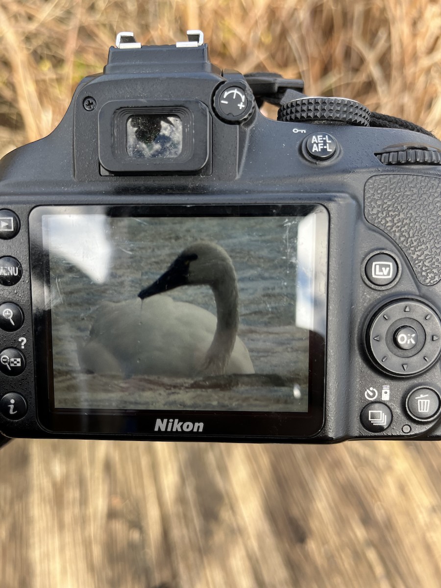 Tundra Swan - ML645330738