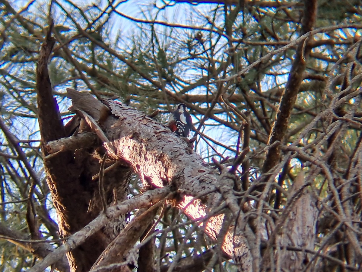 Great Spotted Woodpecker - ML645330747