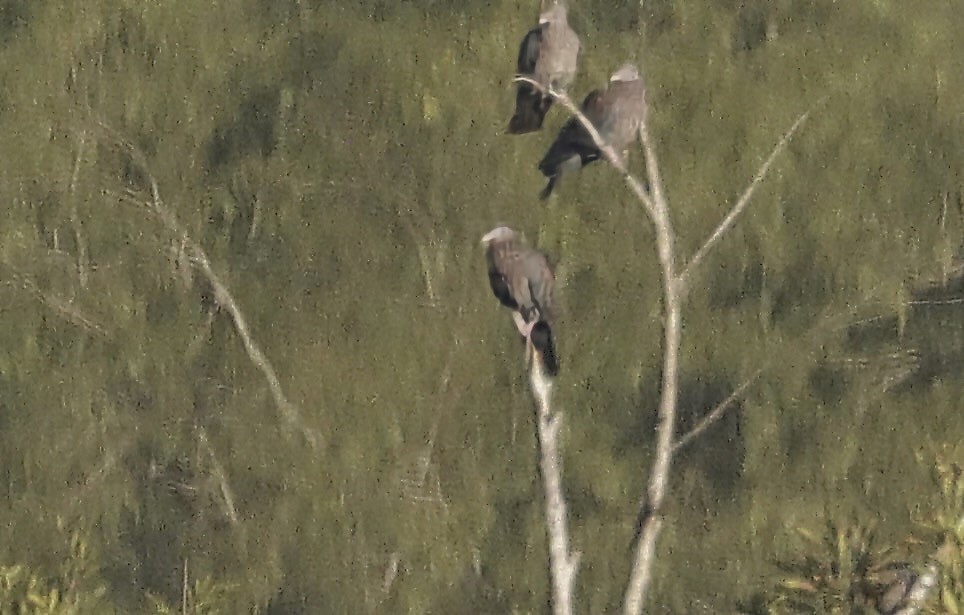 Red-billed Pigeon - ML645330750