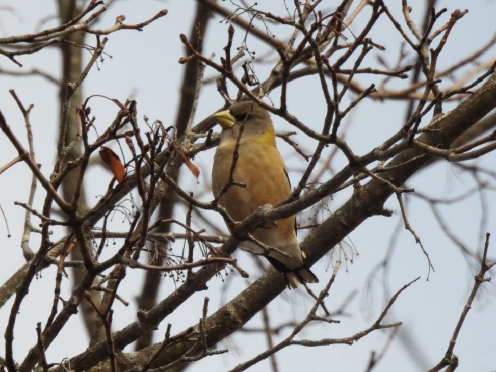 Evening Grosbeak - ML645330766