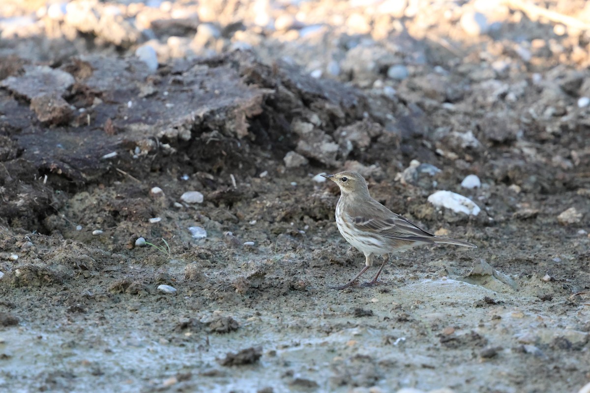 Water Pipit - ML645330775