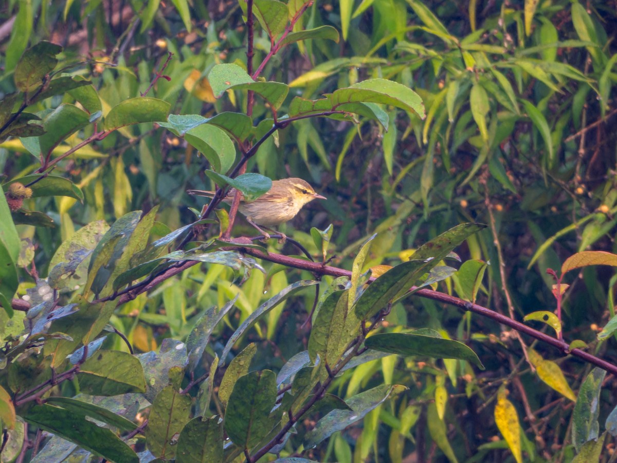 Pouillot du Caucase - ML645330780