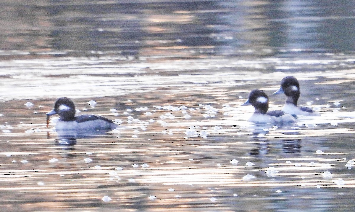 Bufflehead - ML645330793