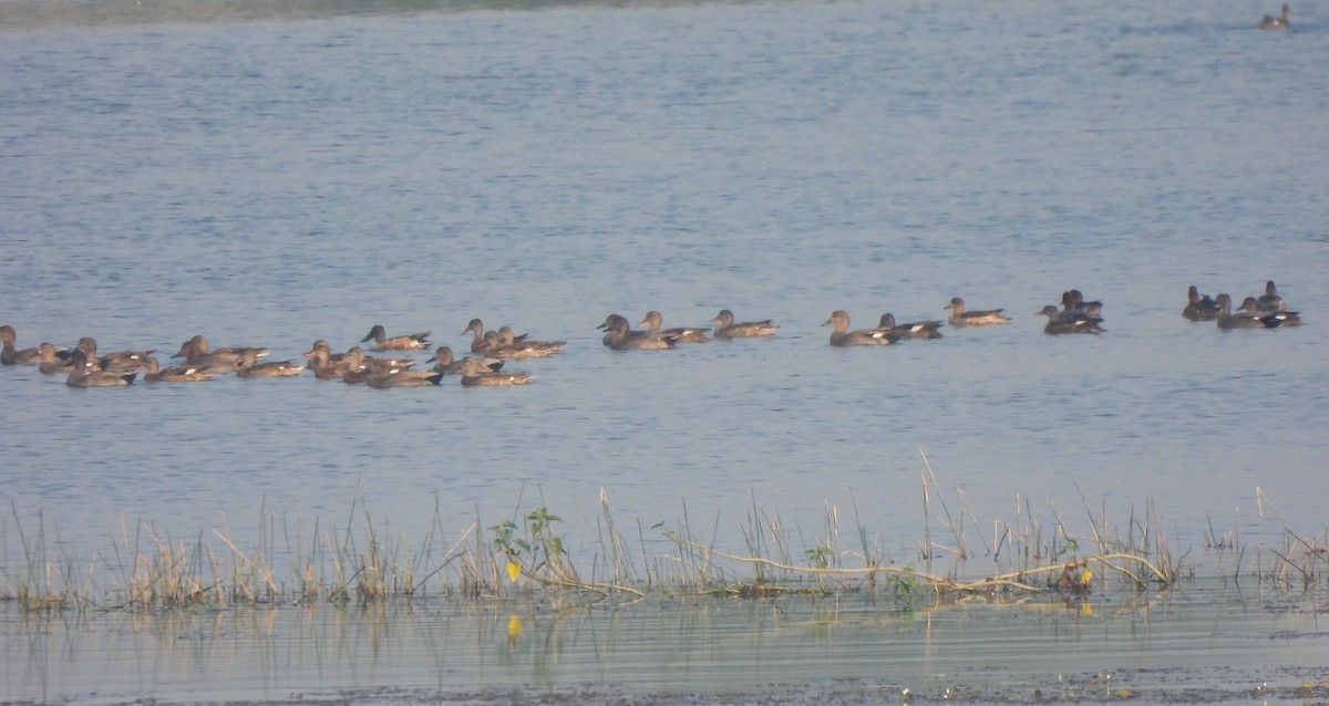 kopřivka obecná - ML645330812