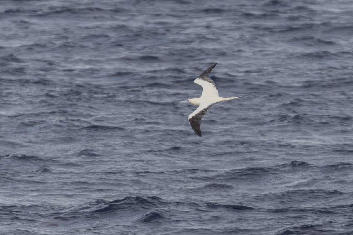 Сула червононога - ML645330820