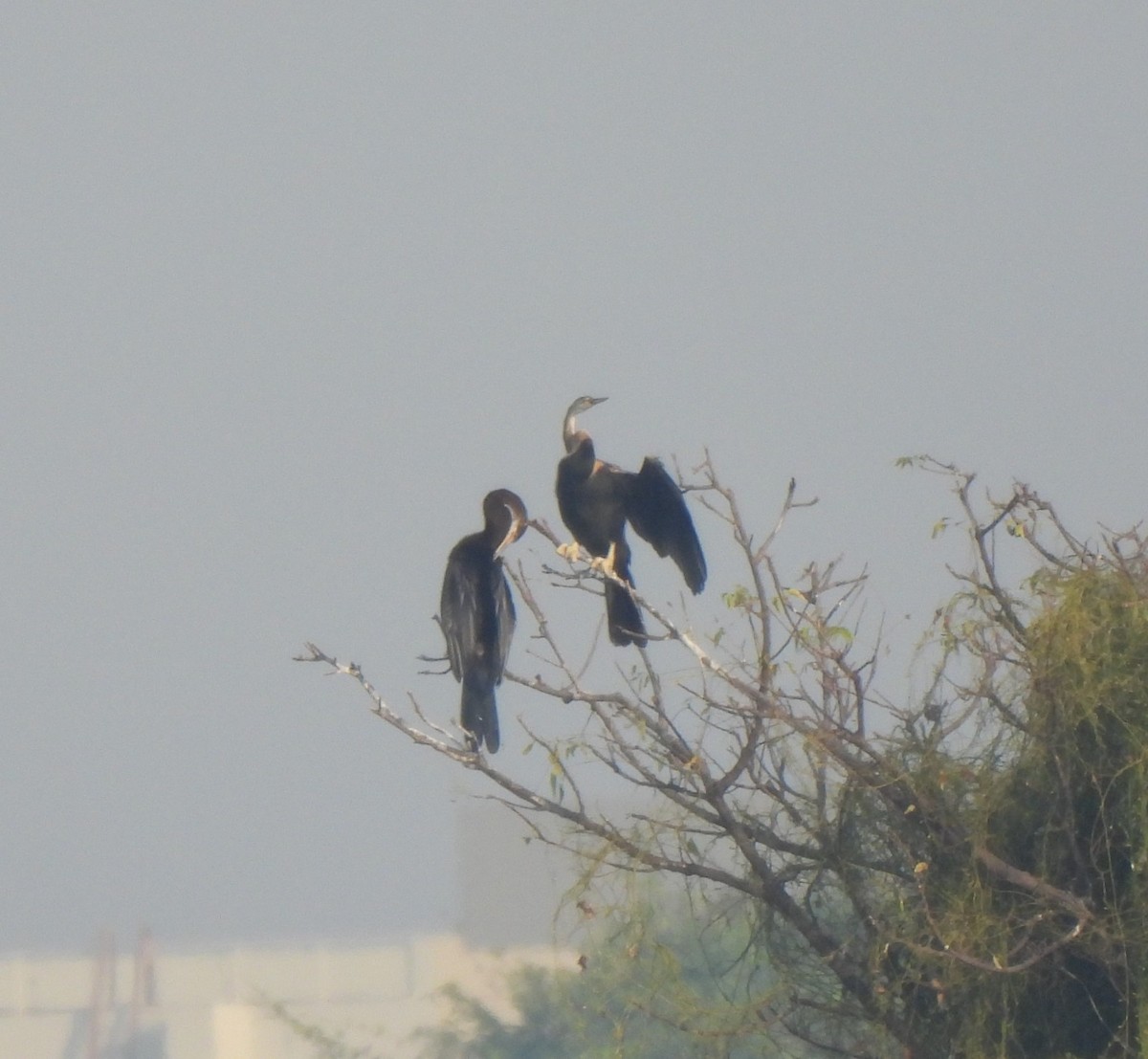 Oriental Darter - ML645330822