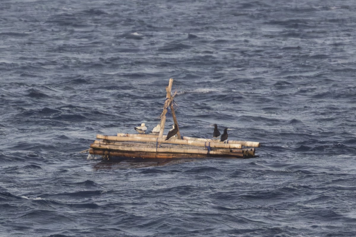 Сула червононога - ML645330827