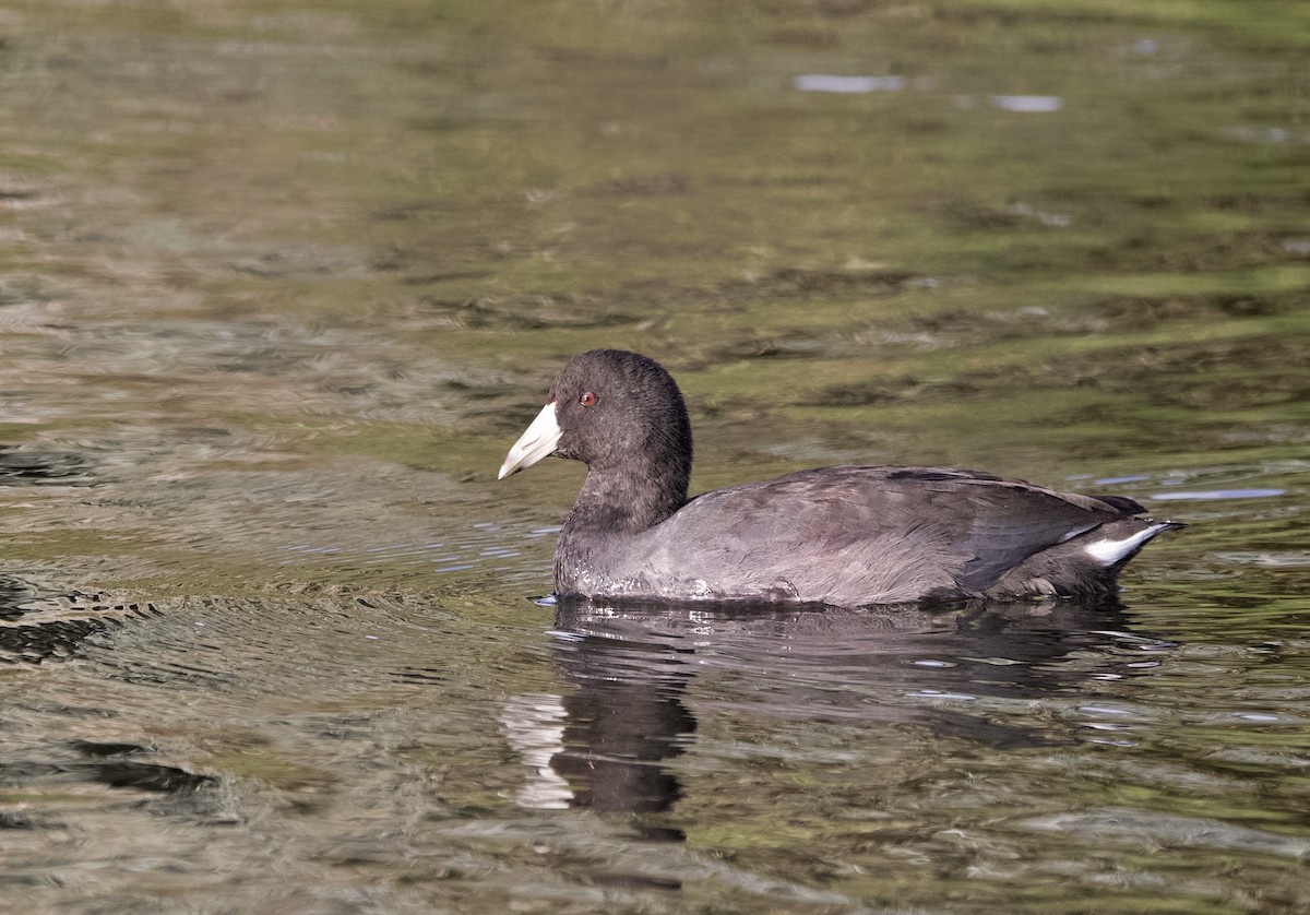 American Coot (Red-shielded) - ML645330828