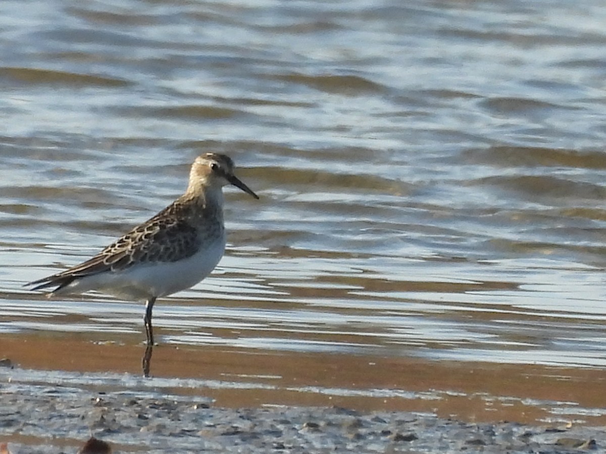 Побережник канадський - ML645330829