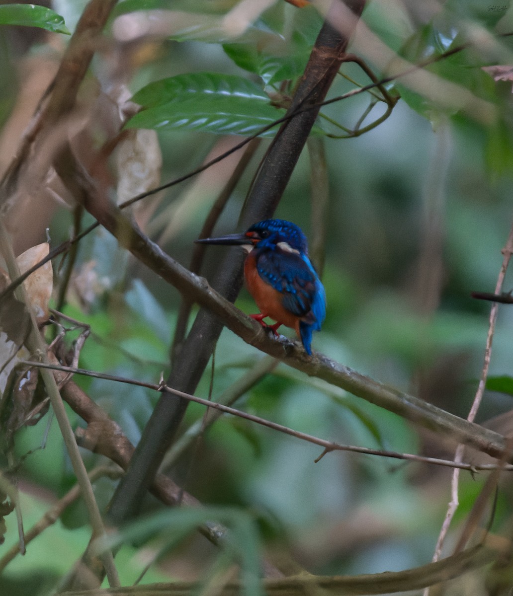 Meninting Yalıçapkını - ML645330831