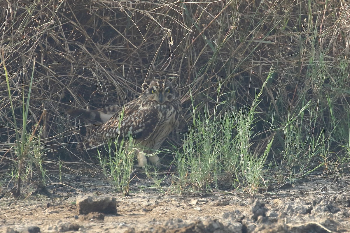 Zingira-hontza - ML645330833