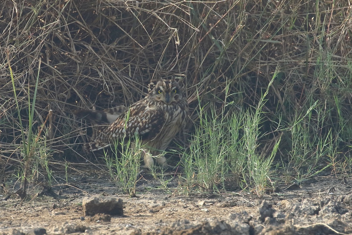 Zingira-hontza - ML645330834