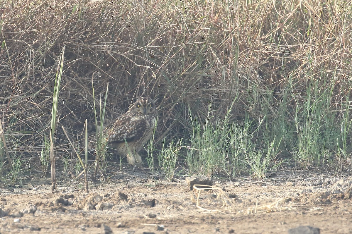 Zingira-hontza - ML645330835